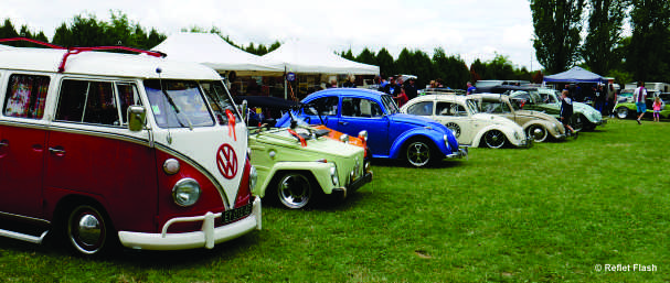 Coccinelles rassemblement